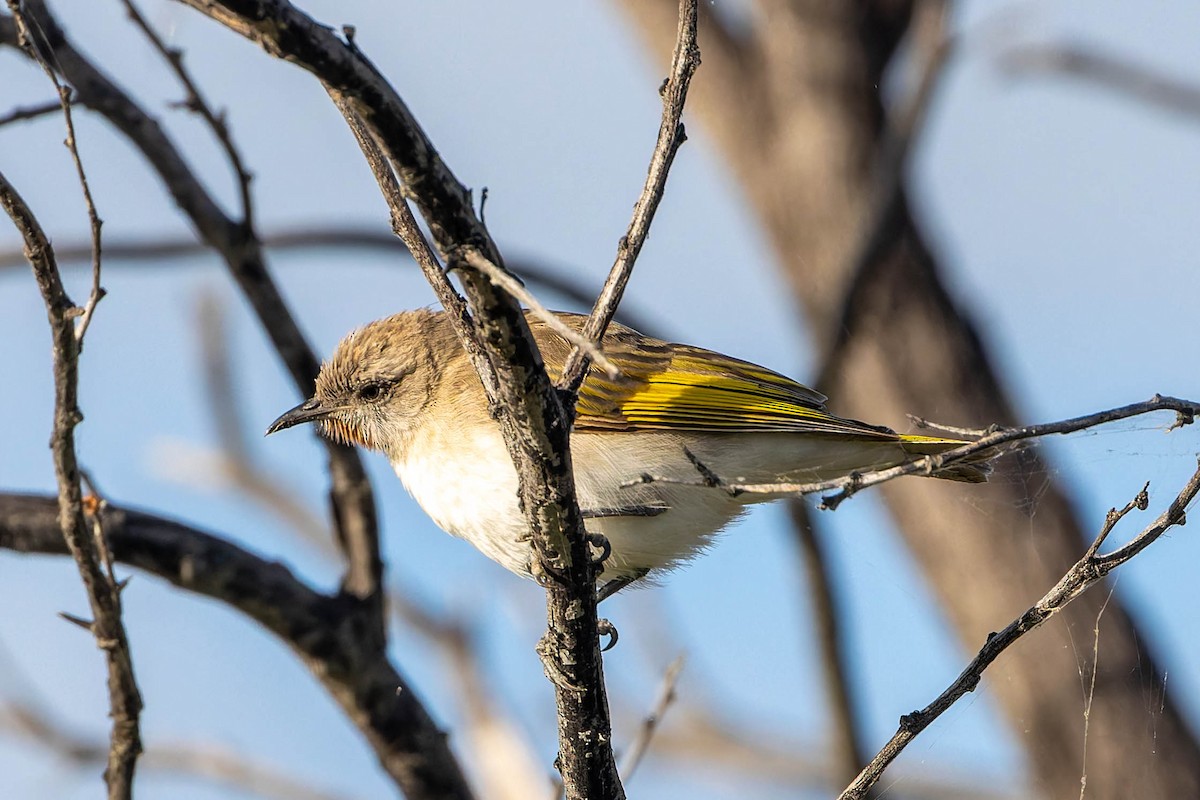 Rufous-throated Honeyeater - ML637037442