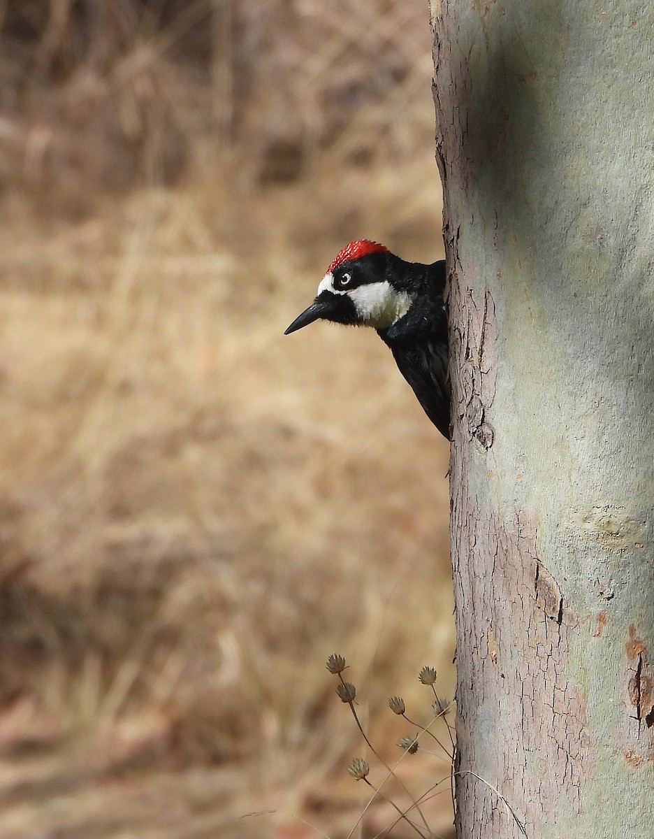 Acorn Woodpecker - ML637037457