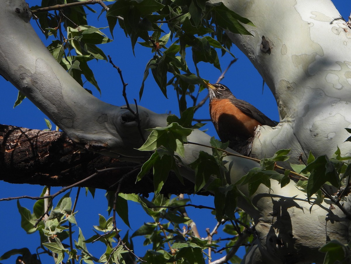 American Robin - ML637037466