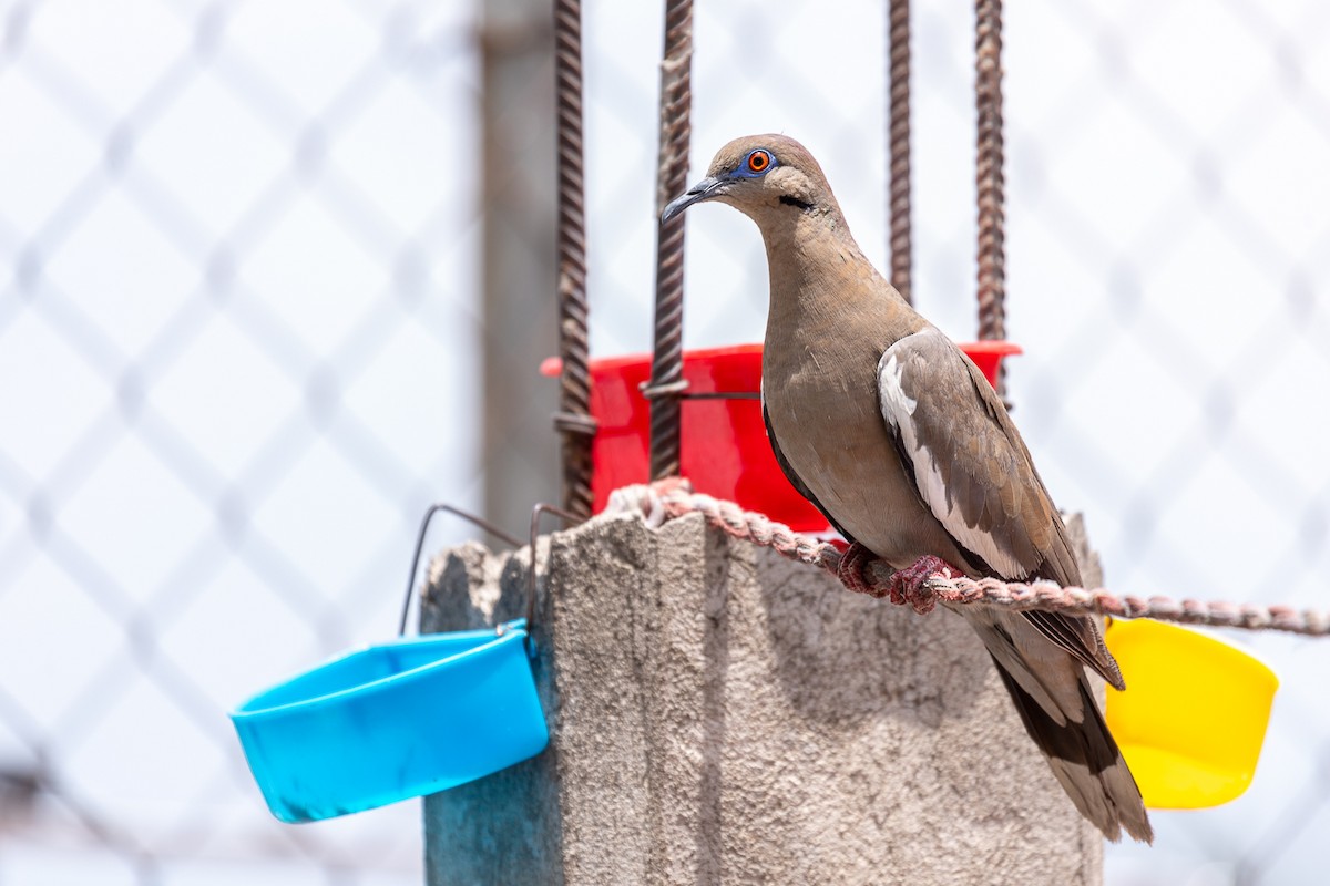 White-winged Dove - ML637037485