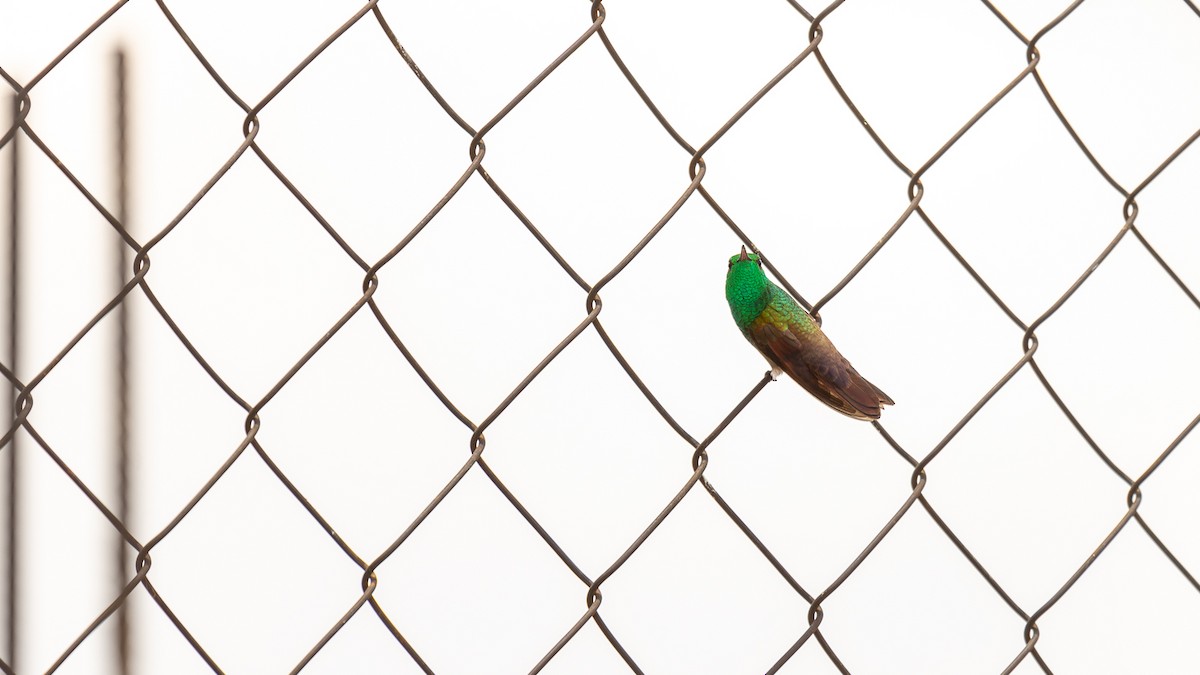 Berylline Hummingbird (Northern) - ML637037491