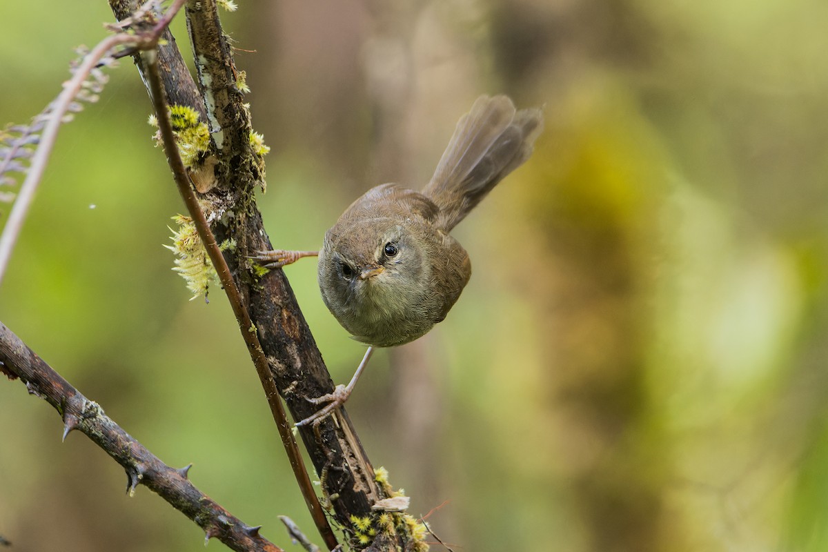 Aberrant Bush Warbler (Sunda) - ML637037528