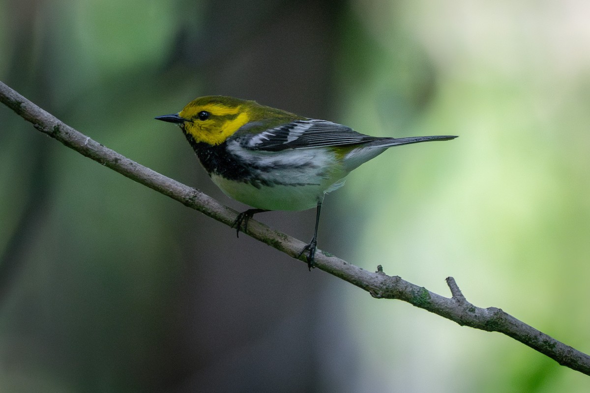 Black-throated Green Warbler - ML637037541