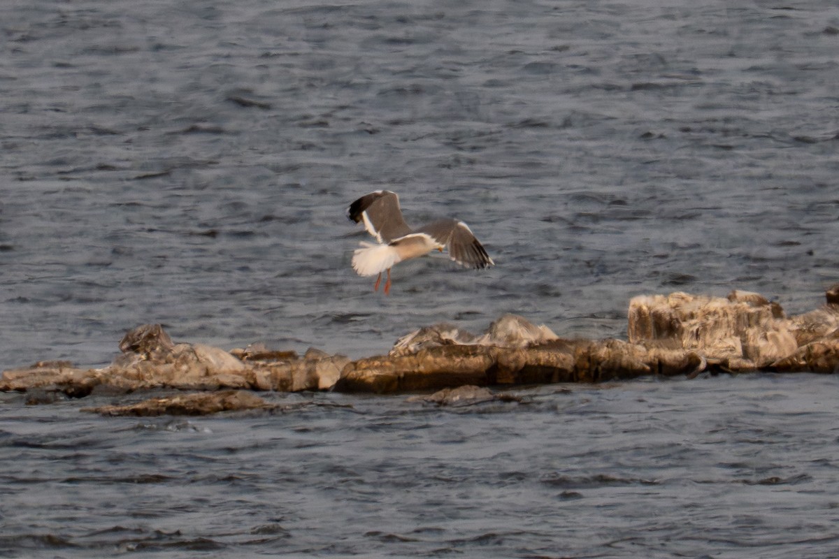 American Herring x Great Black-backed Gull (hybrid) - ML637037726