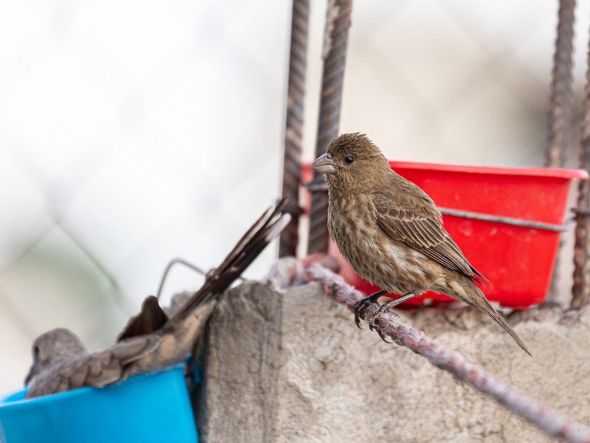 House Finch (Common) - ML637037738