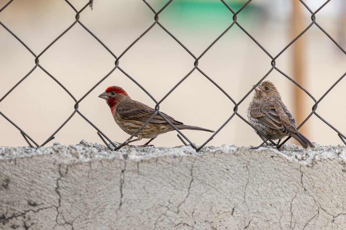 House Finch (Common) - ML637037739