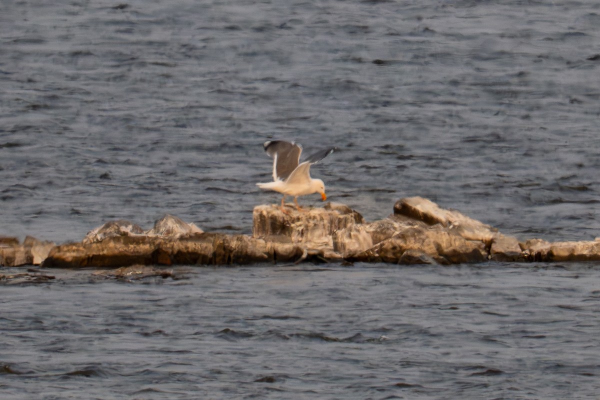 American Herring x Great Black-backed Gull (hybrid) - ML637037742
