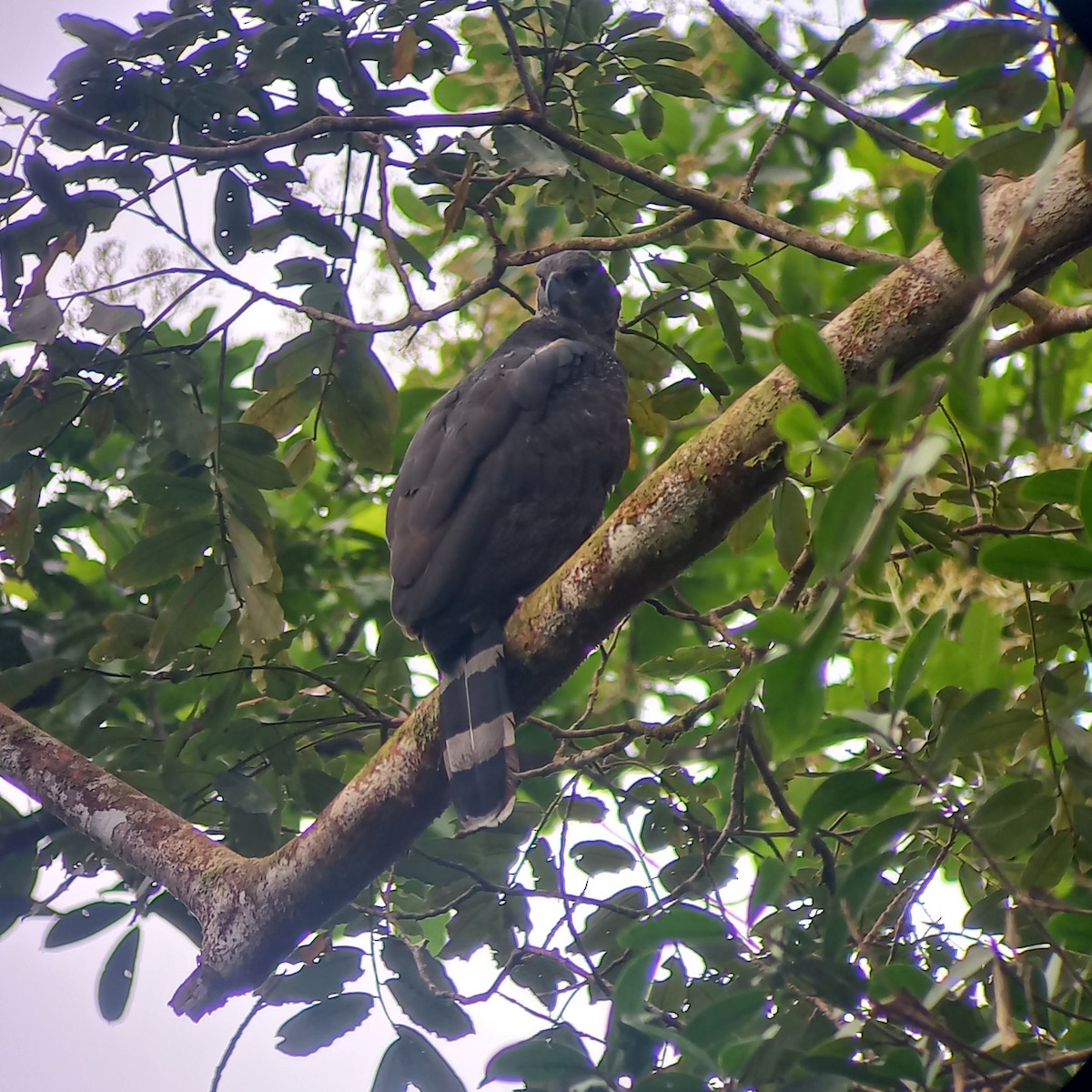 Crested Eagle - ML637037840