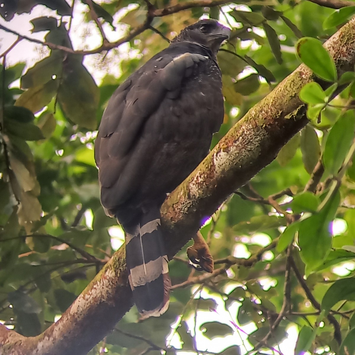Crested Eagle - ML637037841