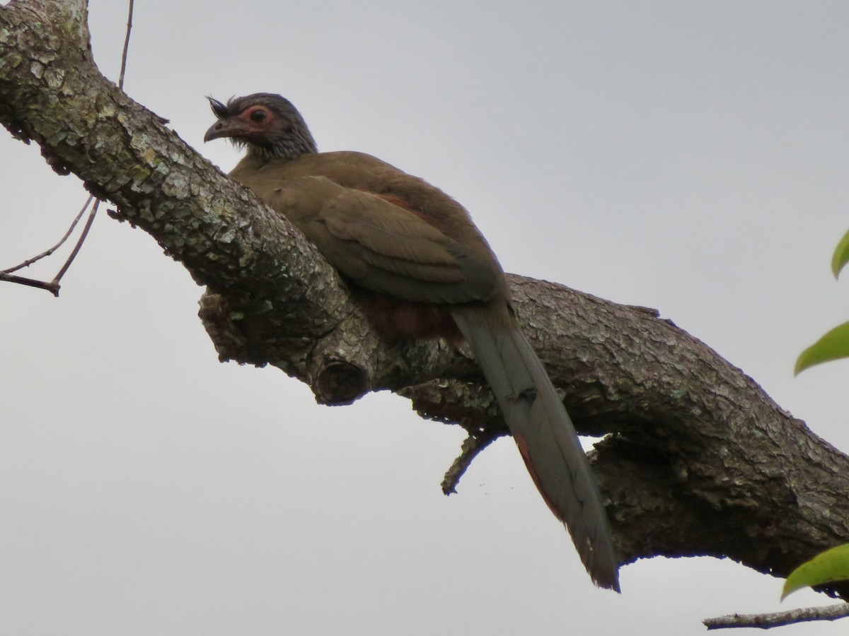 Rufous-bellied Chachalaca - ML637037927