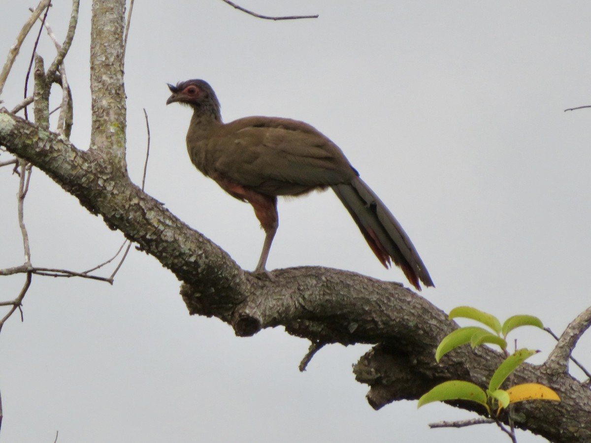 Rufous-bellied Chachalaca - ML637037928