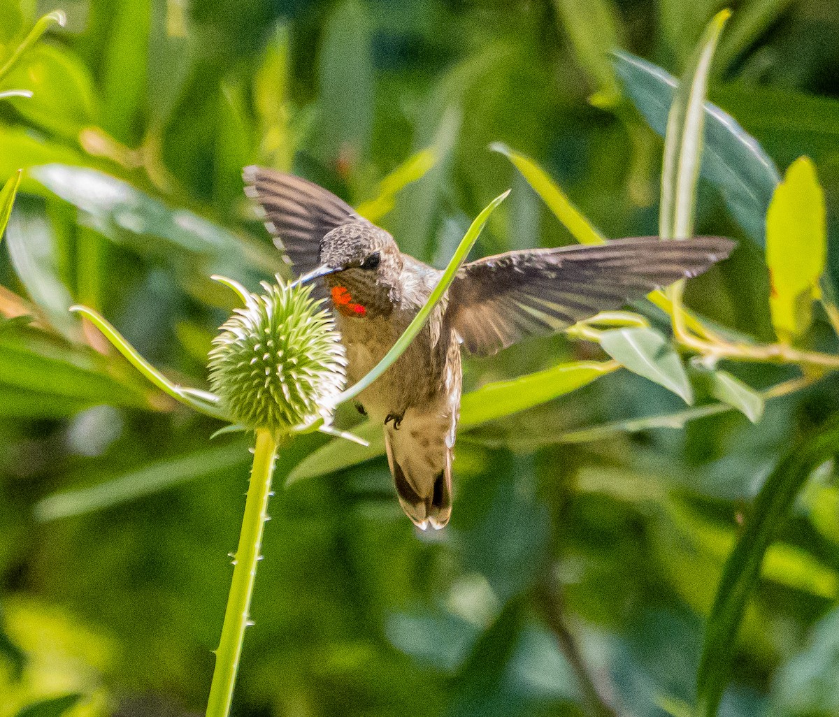 Anna's Hummingbird - ML637037929