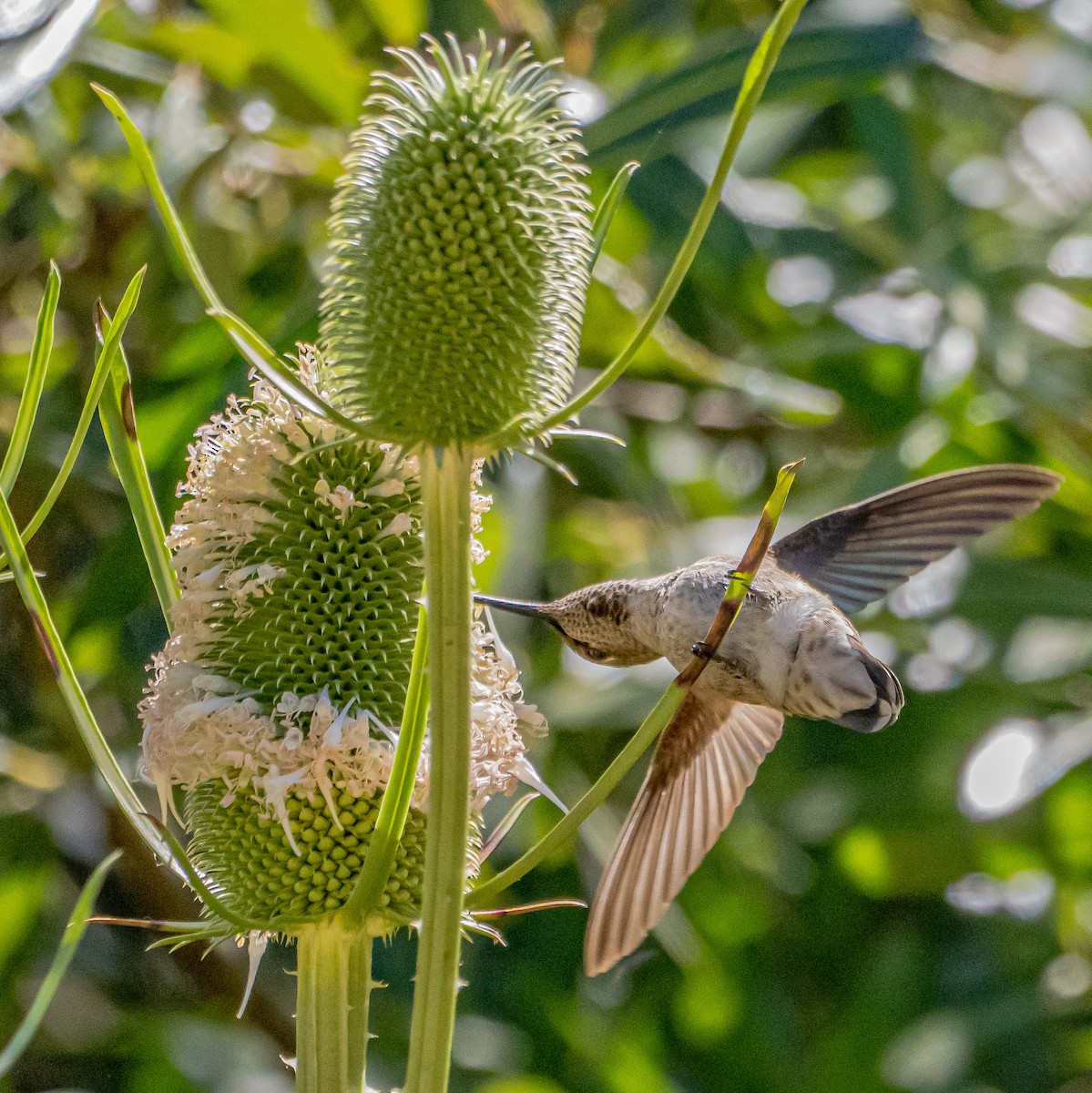 Anna's Hummingbird - ML637037931