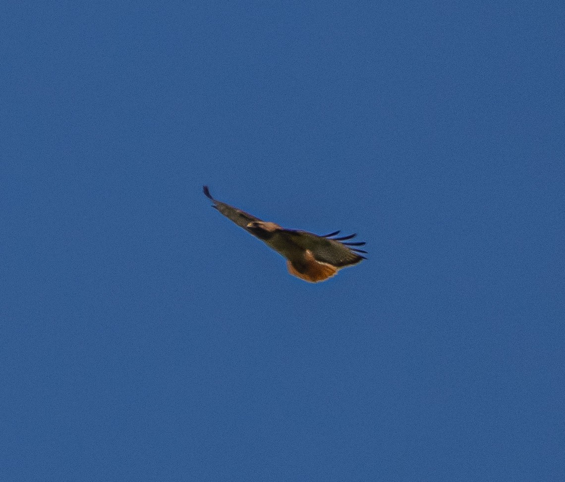 Red-tailed Hawk - ML637037937