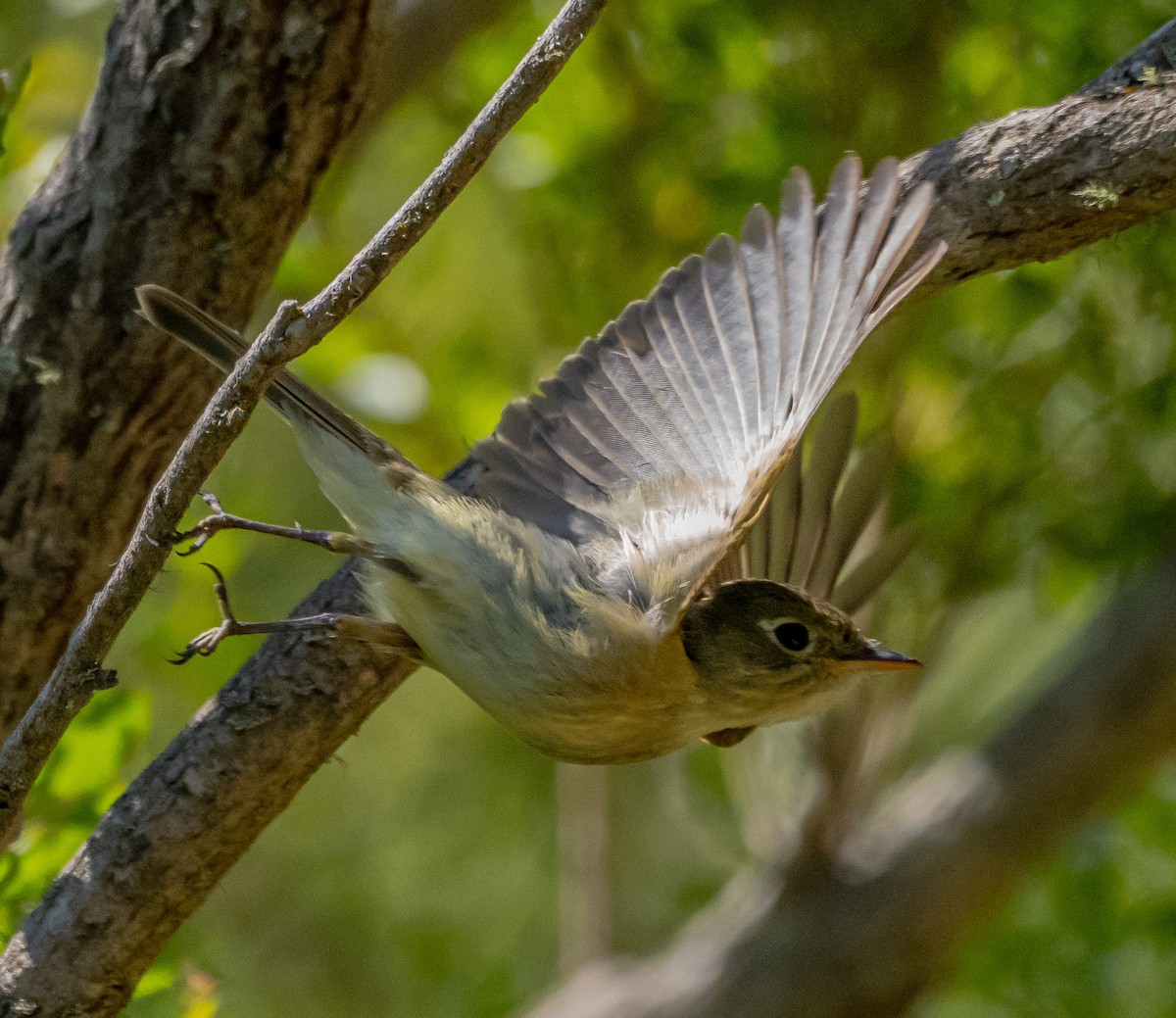 Western Flycatcher - ML637037945