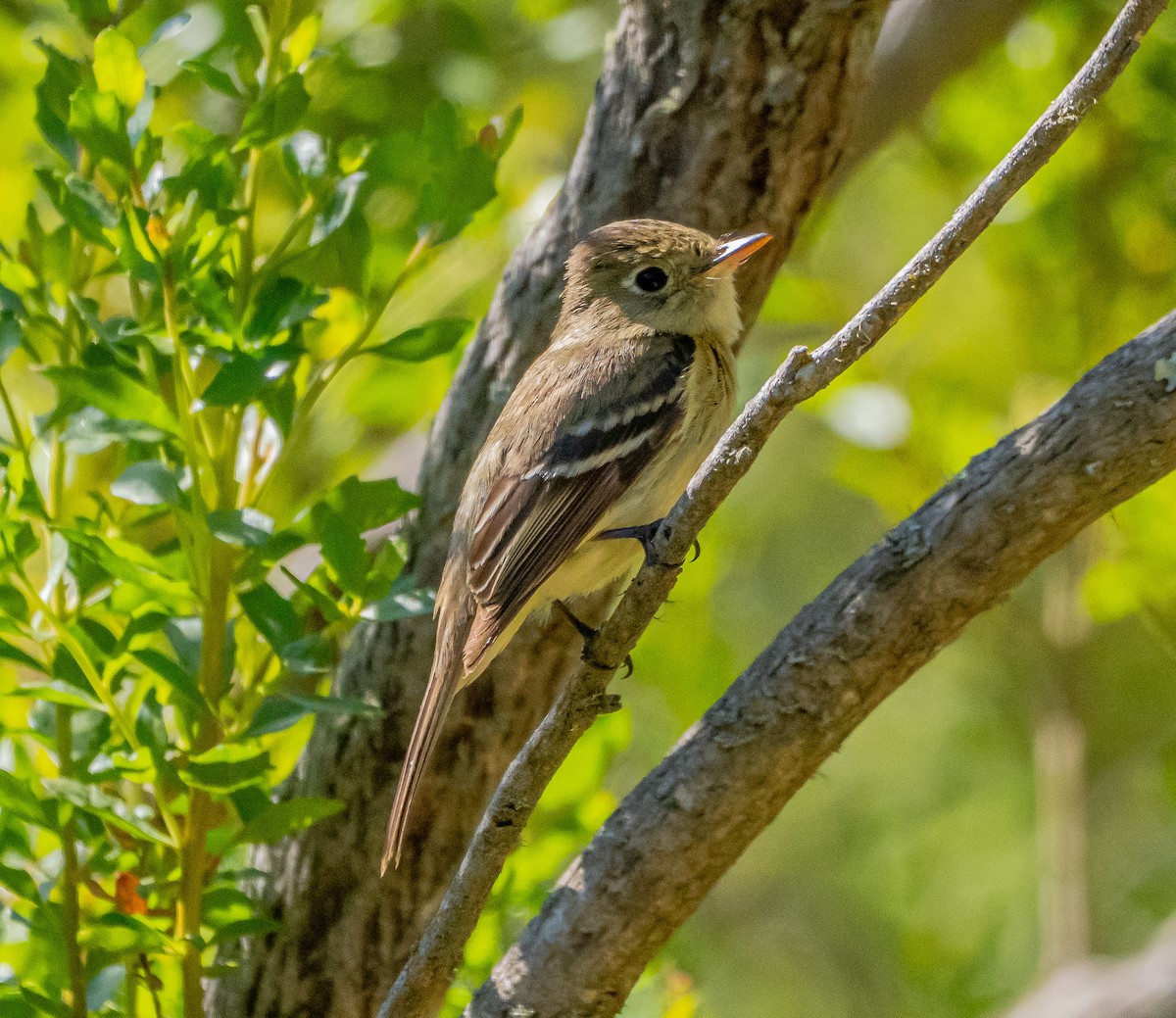 Western Flycatcher - ML637037946