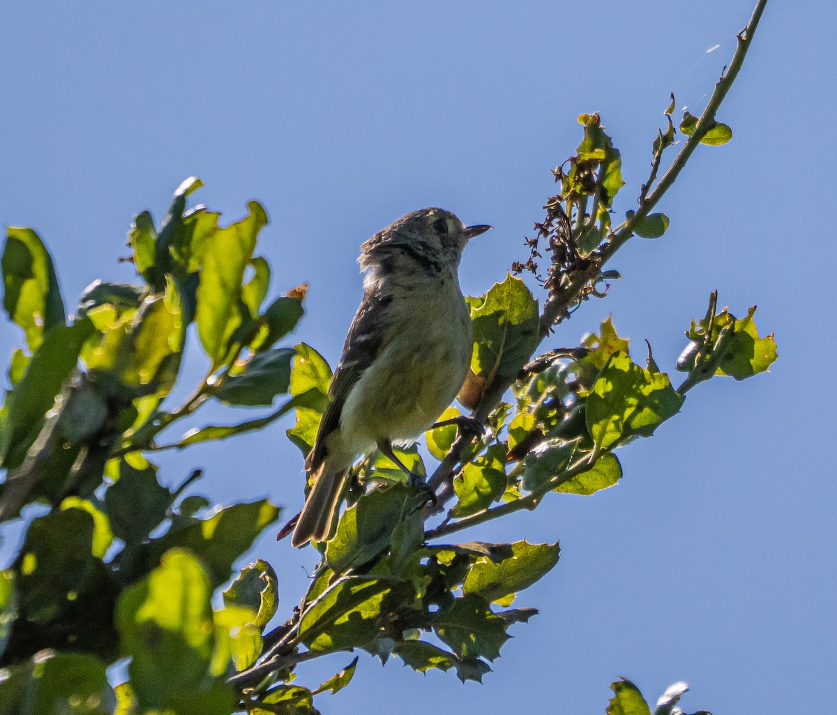Hutton's Vireo - ML637037961