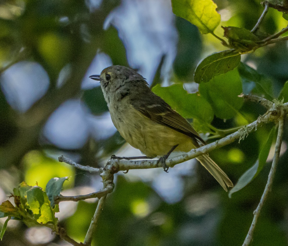 Hutton's Vireo - ML637037962