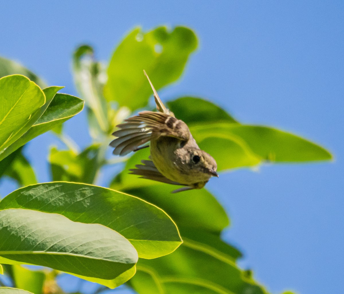 Hutton's Vireo - ML637037963