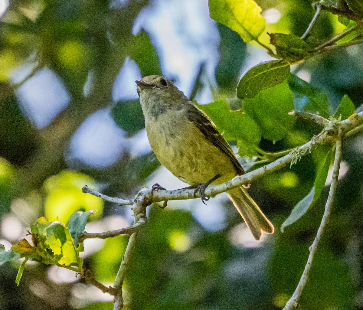 Hutton's Vireo - ML637037964