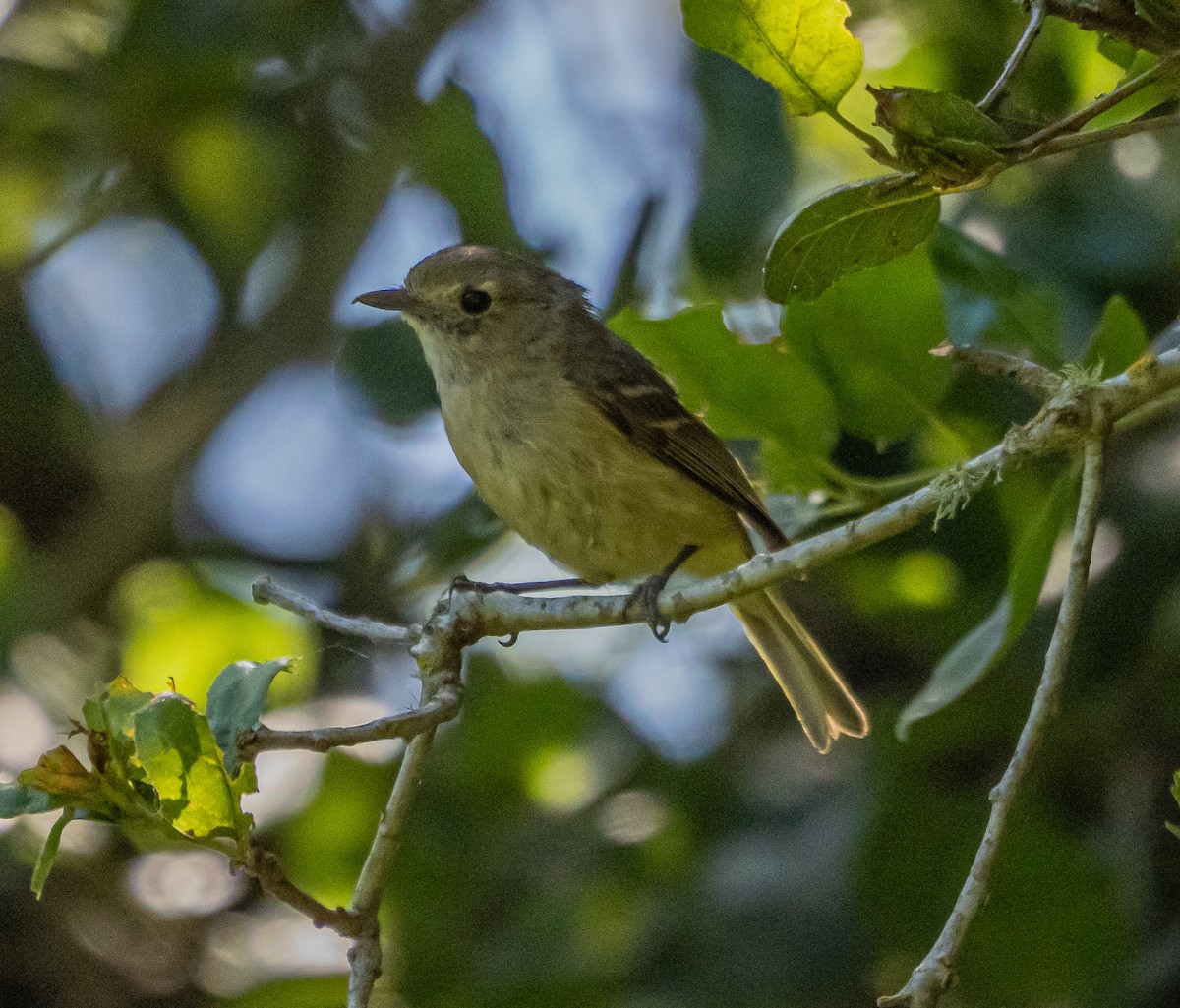 Hutton's Vireo - ML637037965