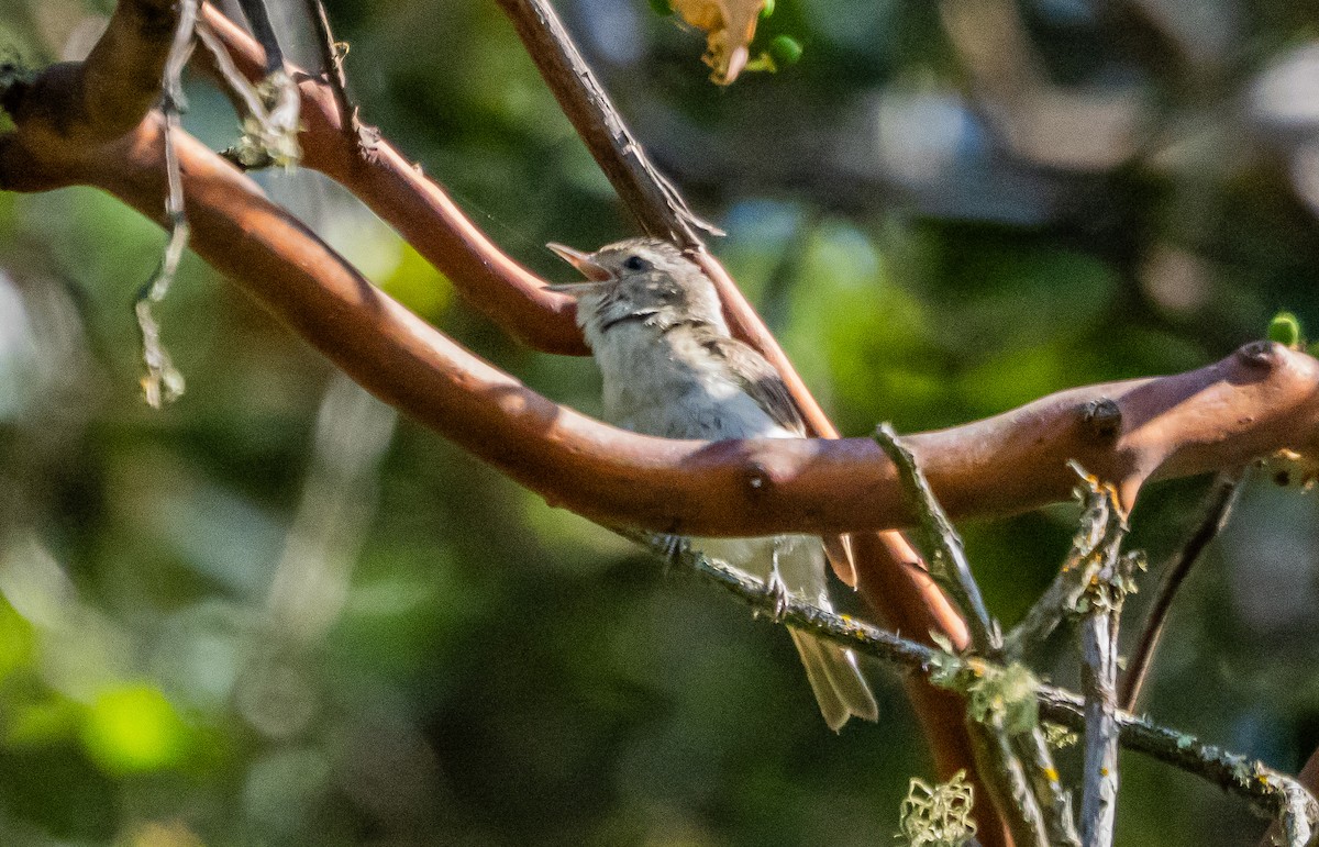 Warbling Vireo - ML637037969