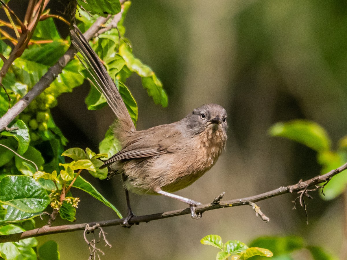 Wrentit - ML637037971