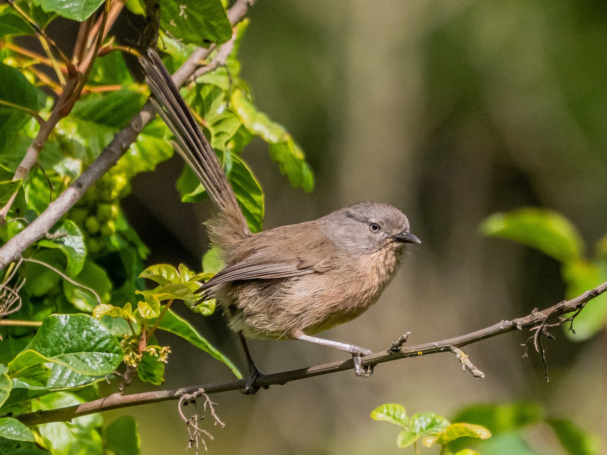 Wrentit - ML637037972