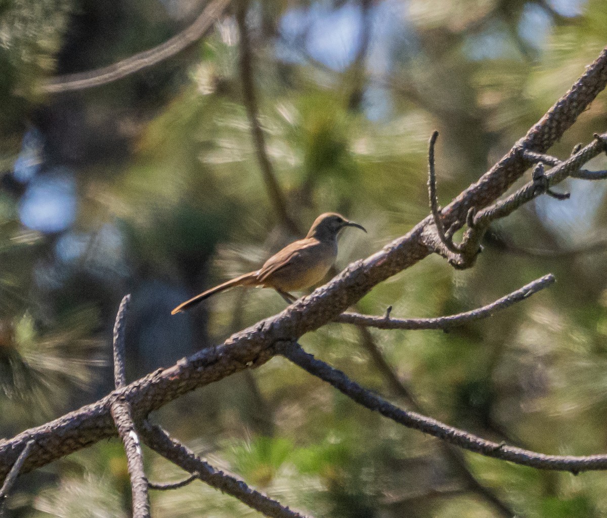 California Thrasher - ML637037974