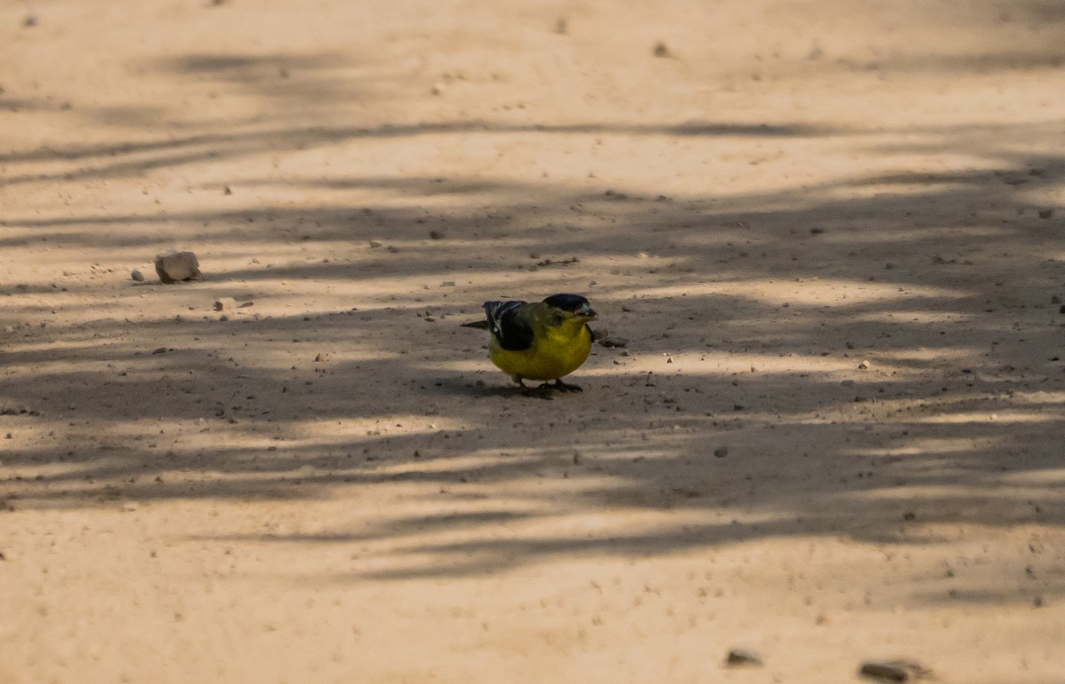 Lesser Goldfinch - ML637037979