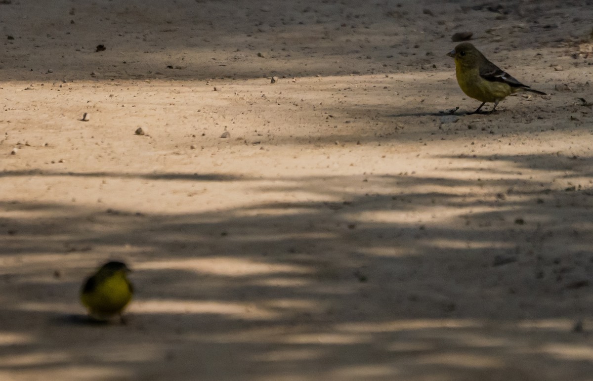 Lesser Goldfinch - ML637037980