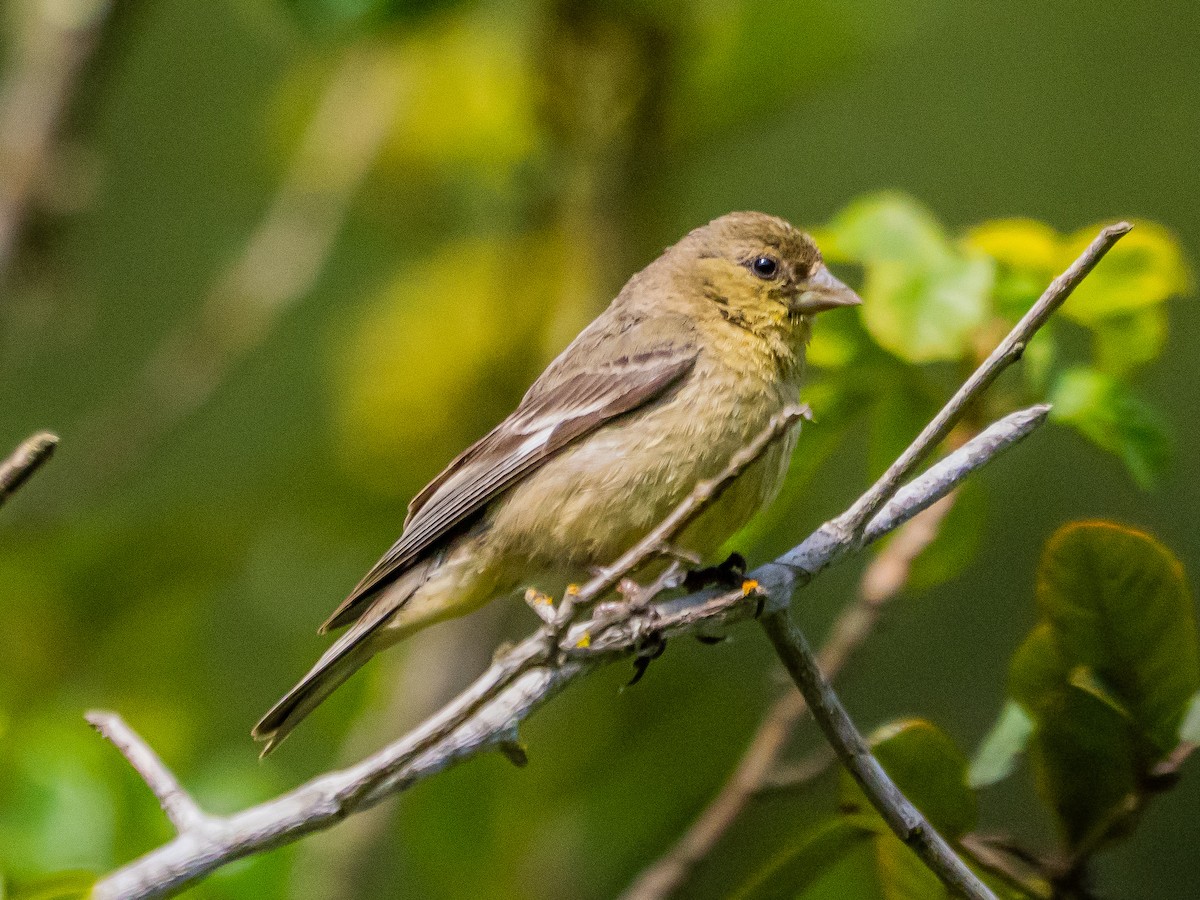 Lesser Goldfinch - ML637037981