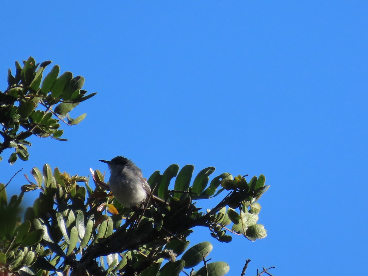Marañon Gnatcatcher - ML637037984