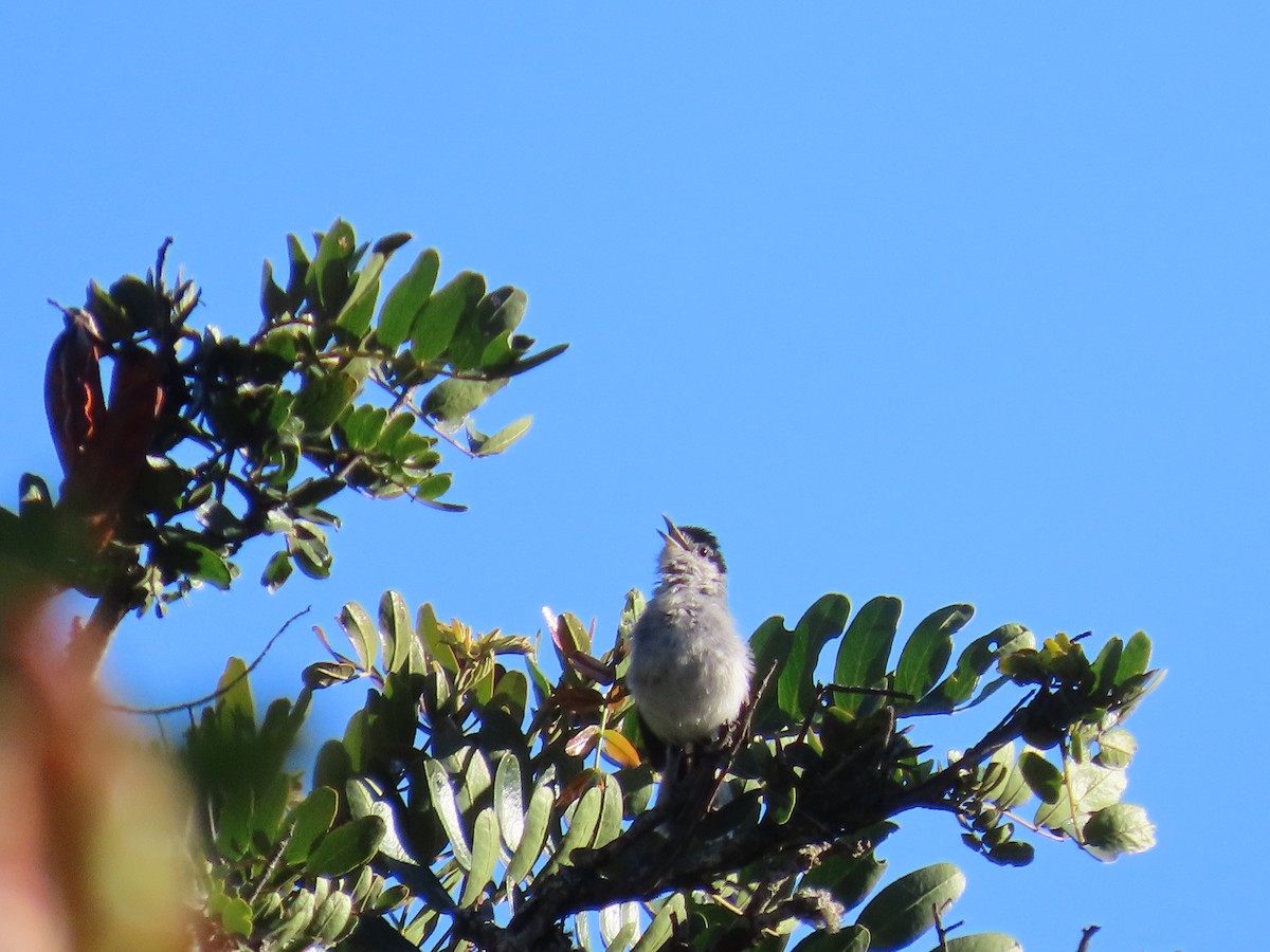 Marañon Gnatcatcher - ML637037985