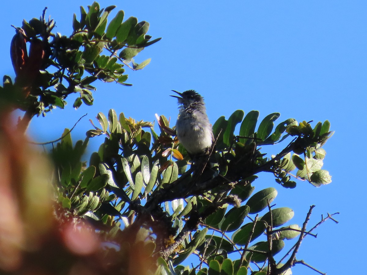 Marañon Gnatcatcher - ML637037986