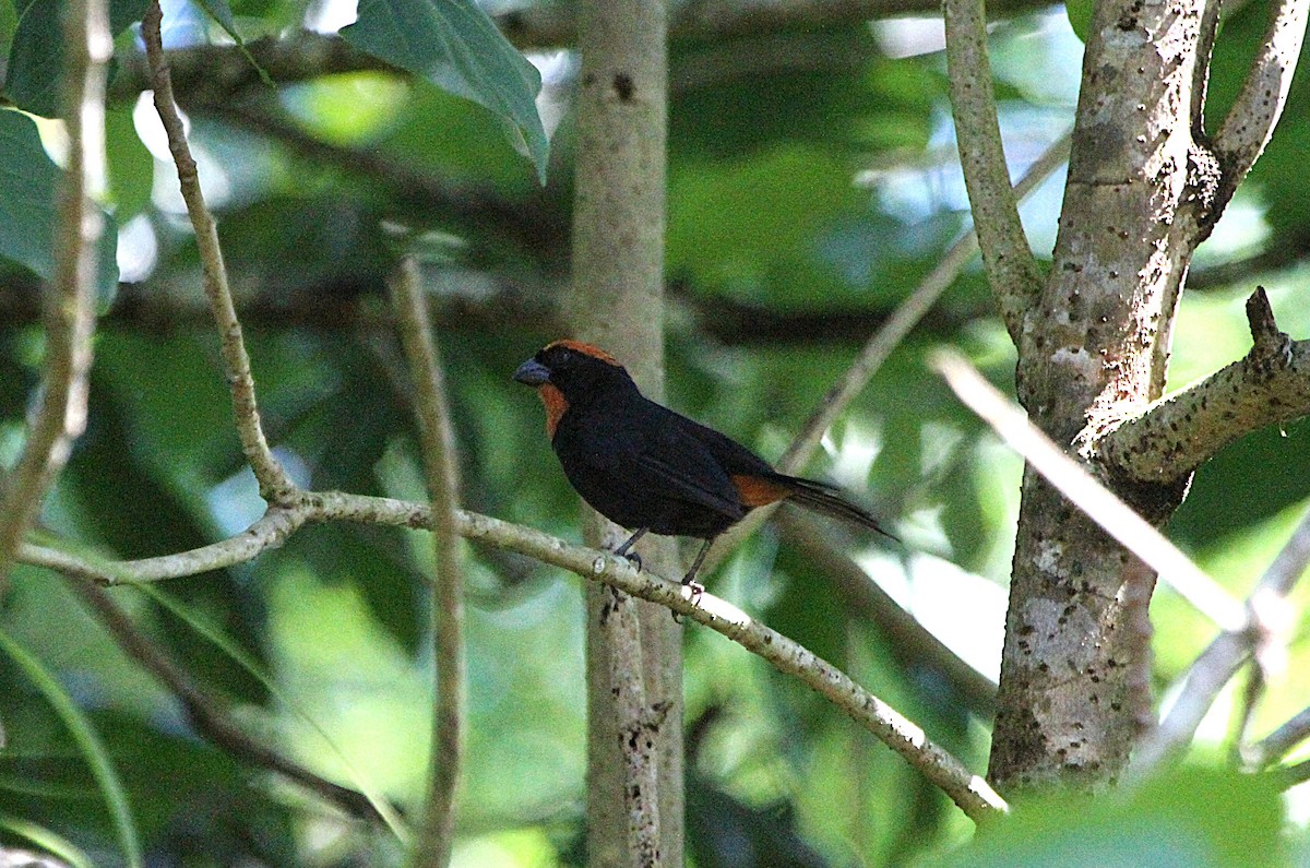 Puerto Rican Bullfinch - ML637038012