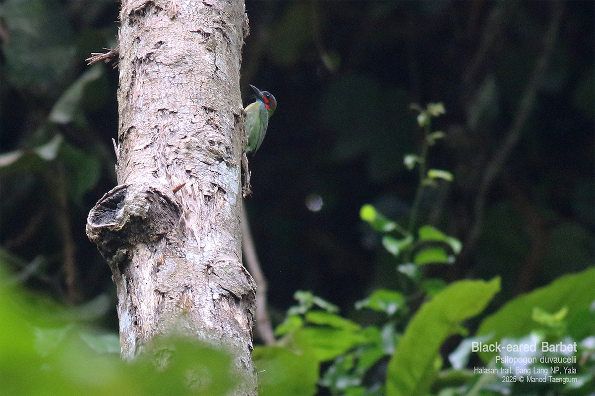 Black-eared Barbet - ML637038043