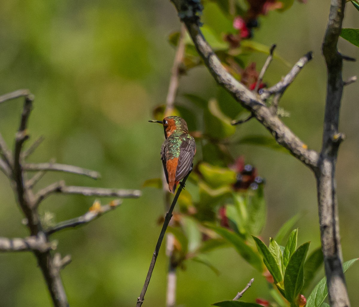 Allen's Hummingbird - ML637038062