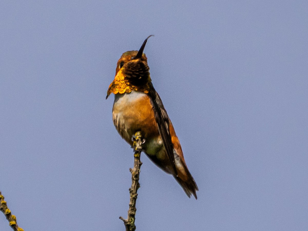 Allen's Hummingbird - ML637038063