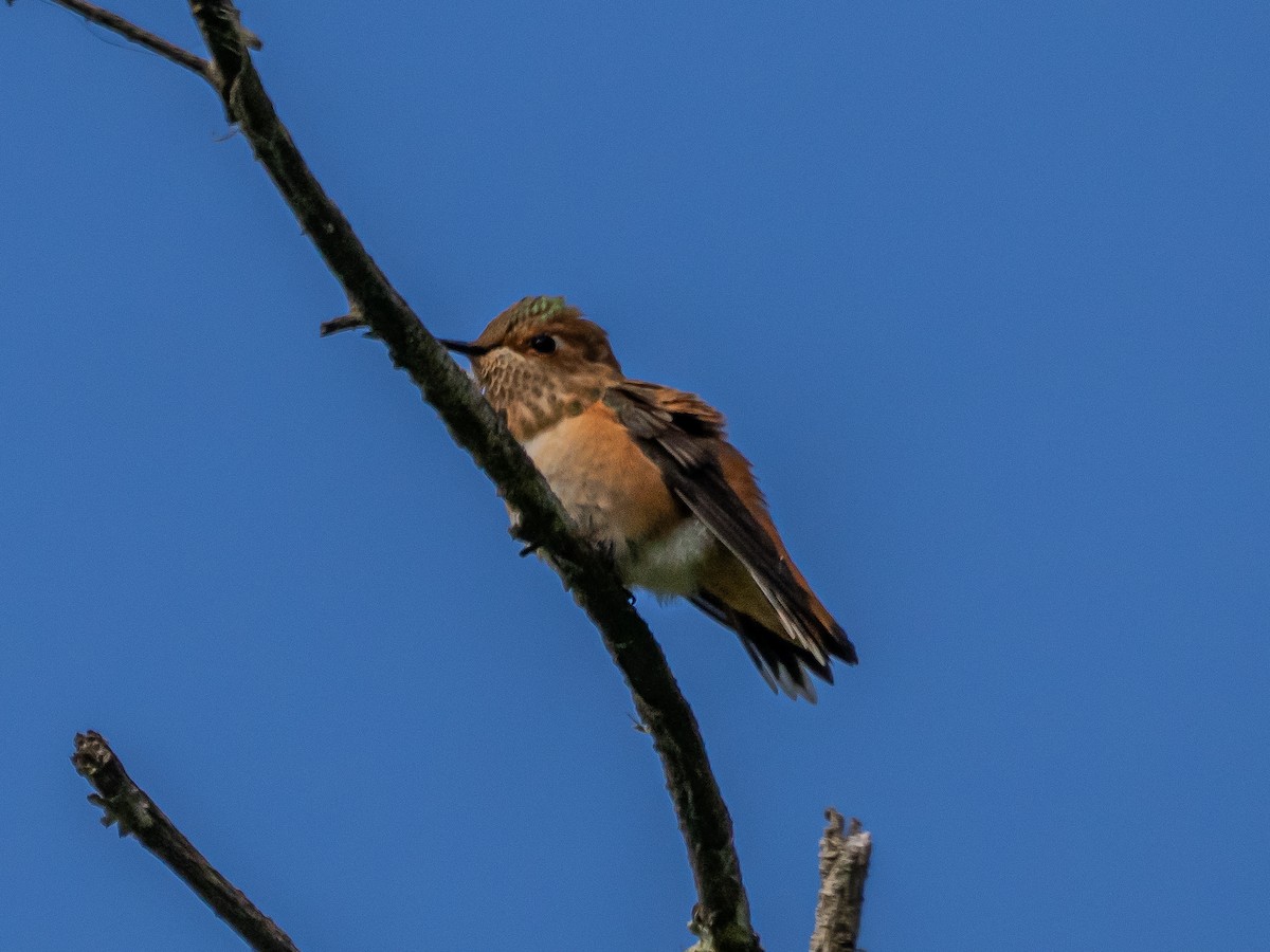 Allen's Hummingbird - ML637038064