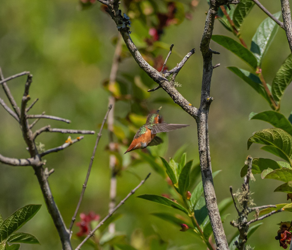 Allen's Hummingbird - ML637038065