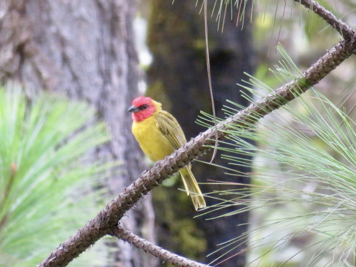Red-headed Tanager - ML637038074