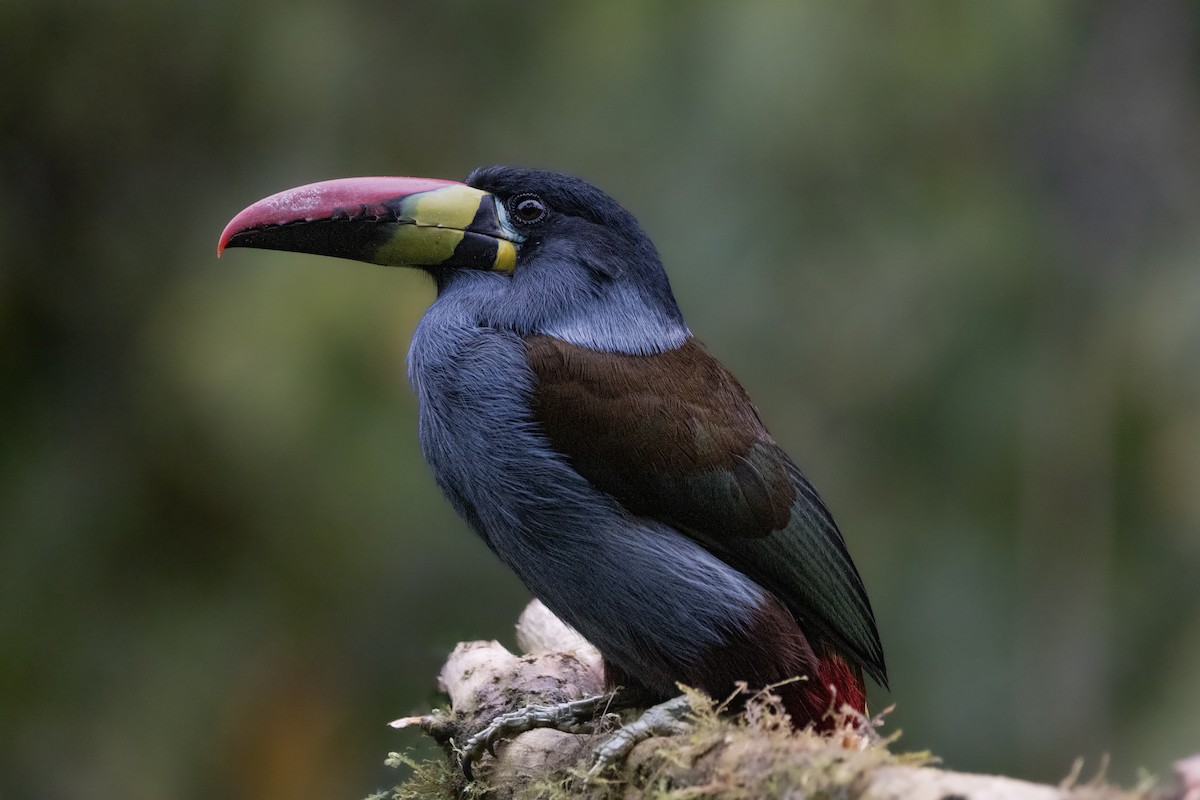 Gray-breasted Mountain-Toucan - ML637038126