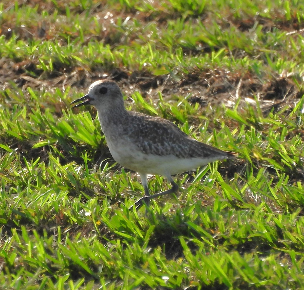 kulík bledý - ML637038156