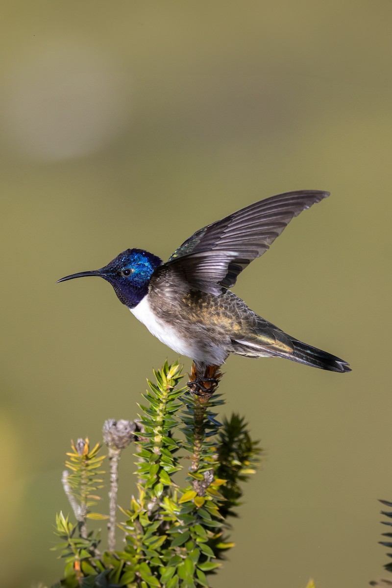 Ecuadorian Hillstar - ML637038166