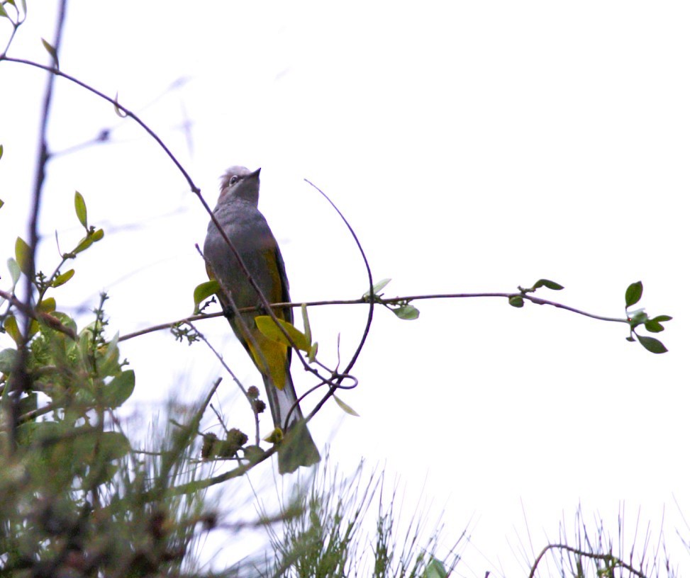 Gray Silky-flycatcher - ML637038215