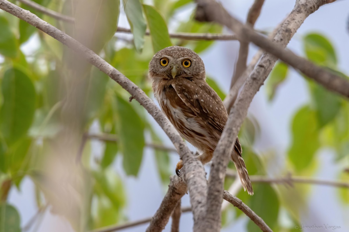 Colima Pygmy-Owl - ML637038219