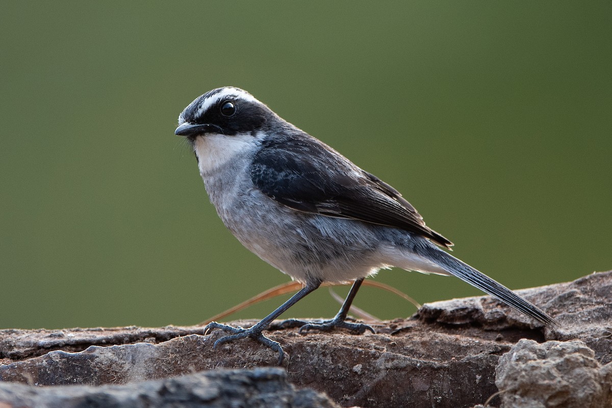 Gri Taşkuşu - ML637038273