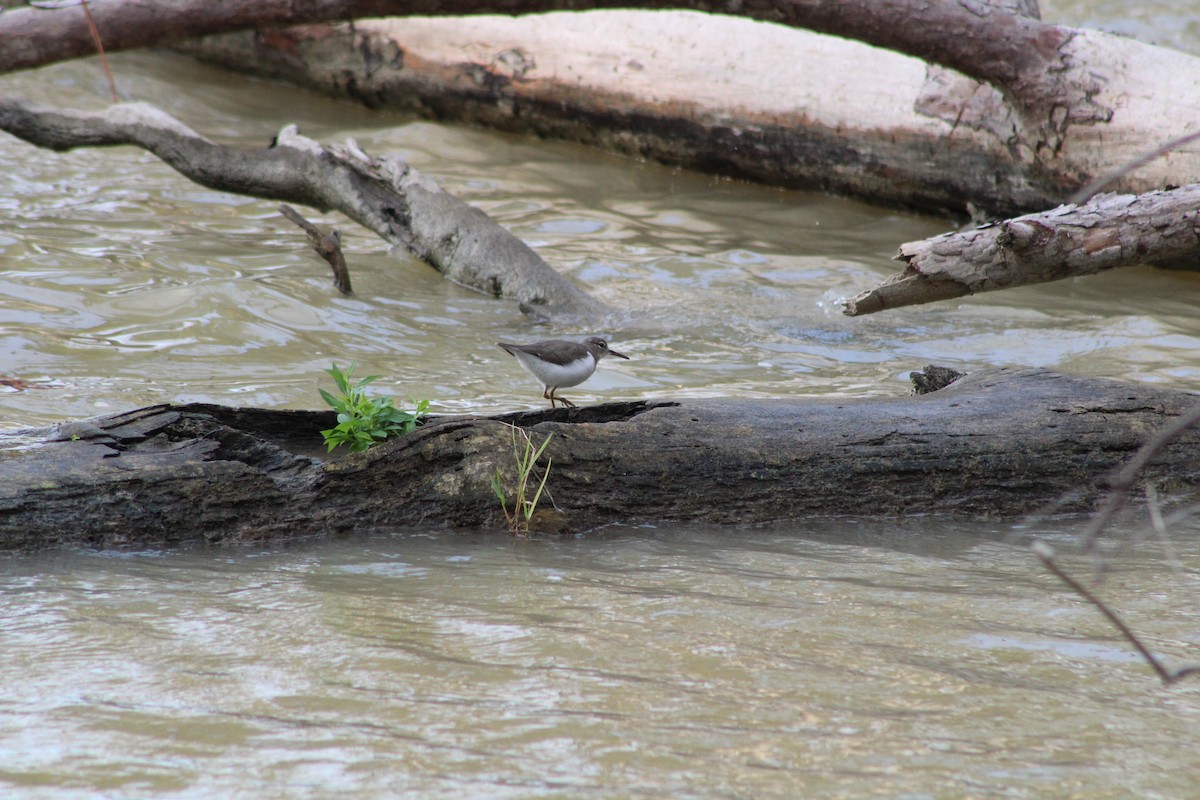 Spotted Sandpiper - ML637038284