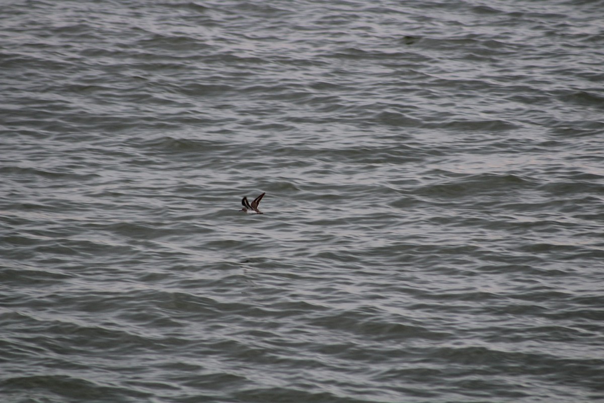Spotted Sandpiper - ML637038285